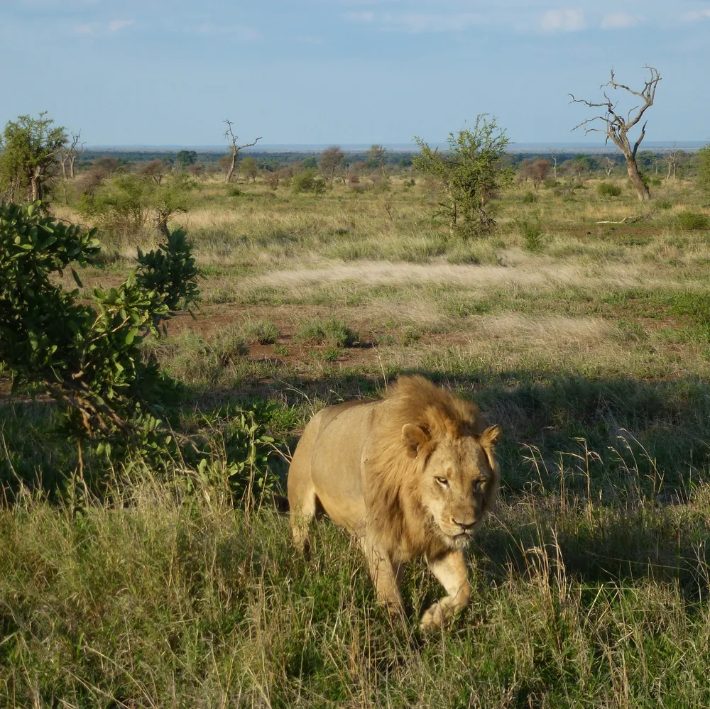 A photo Taken by Jacob Padilla. Location: South Africa
